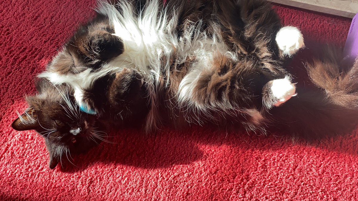 molly_pumpkin's tweet photo. Molly found the sun puddle https://t.co/zolR3Grf1G