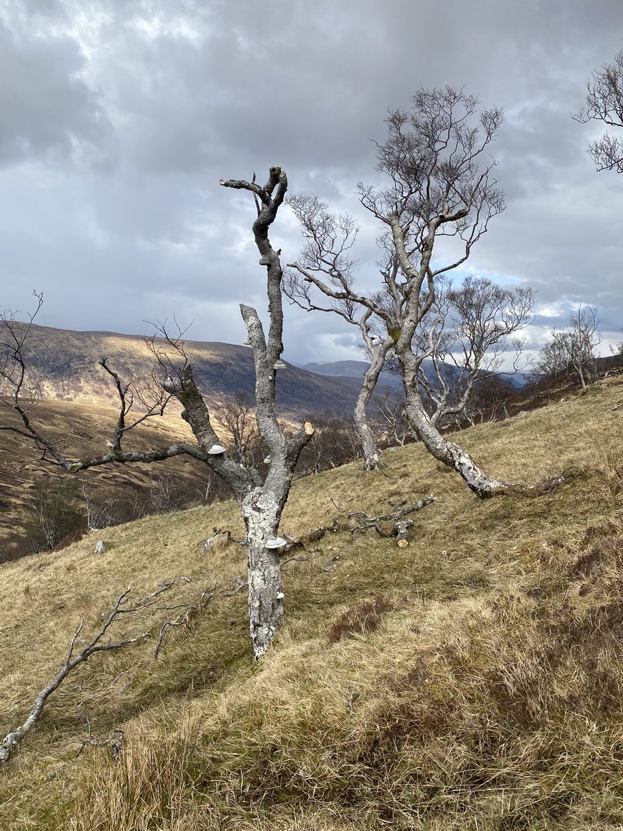 consequently, places like Cam Dhoire are falling apart - for centuries sheep/deer have eaten all of the young trees, so when old ones die there is nothing to replace them. this is only possible because of earlier cultural erasure, which prevents us from responding effectively