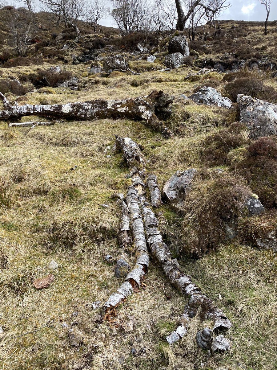 consequently, places like Cam Dhoire are falling apart - for centuries sheep/deer have eaten all of the young trees, so when old ones die there is nothing to replace them. this is only possible because of earlier cultural erasure, which prevents us from responding effectively