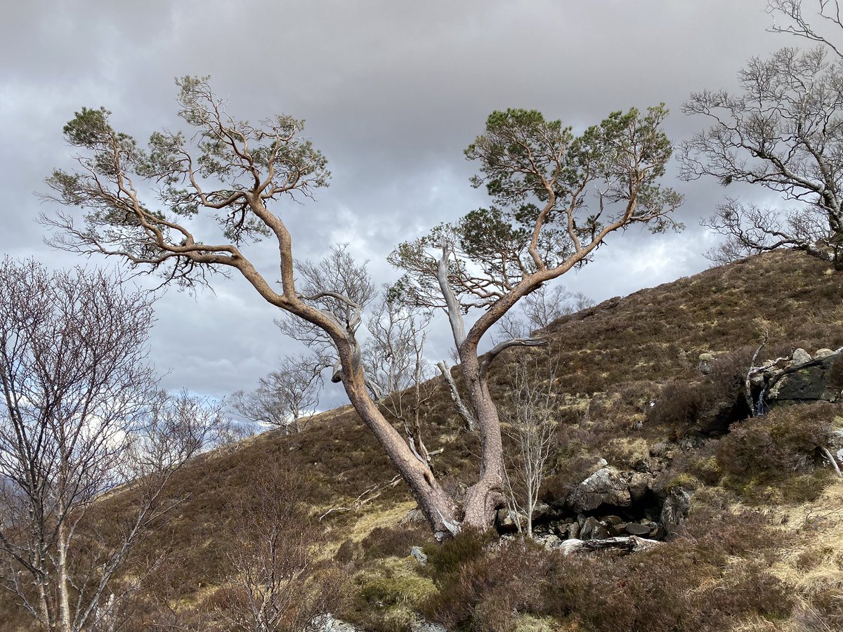 incidentally, Cam Dhoire is one of the most interesting woods I know - 100s of pine stumps scattered through it suggest it used to be a mixed pine-birch wood, while today it is almost all birch (with 2 surviving wild pines!)