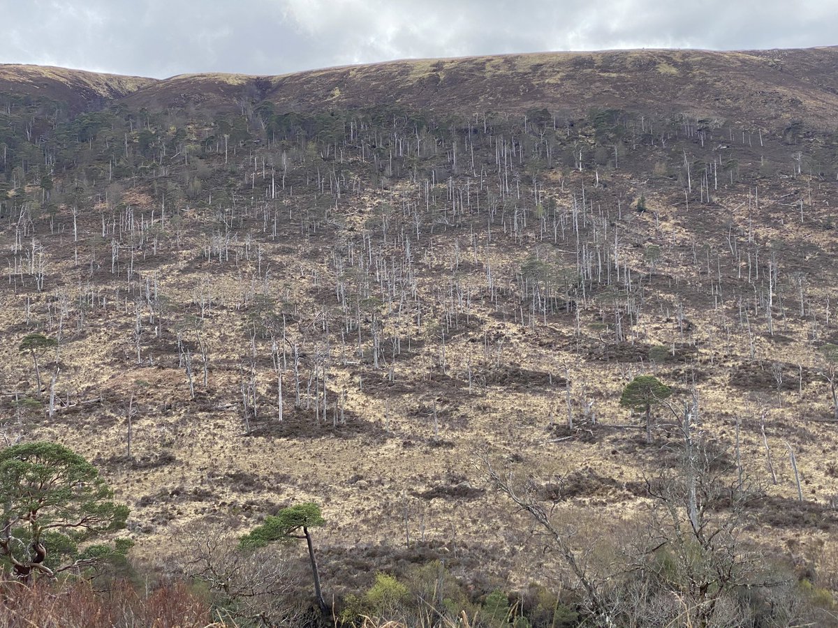 Cam Dhoire is part of a >75000 acre estate (!!!), which includes >1000 acres of degenerating woodland. it is anti-democratic and unjust that anyone is allowed to degrade and extinguish nature on this scale - time to let people who care manage the land, time for  #LandReform