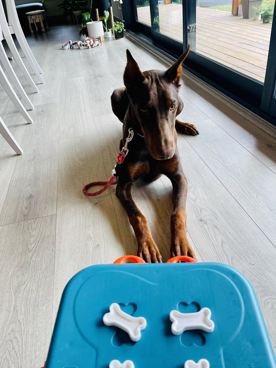 PENNY71039256's tweet photo. Morning puzzles are my jam! #masterpuzzler #Focus #doberman https://t.co/9j1HdkRvpf