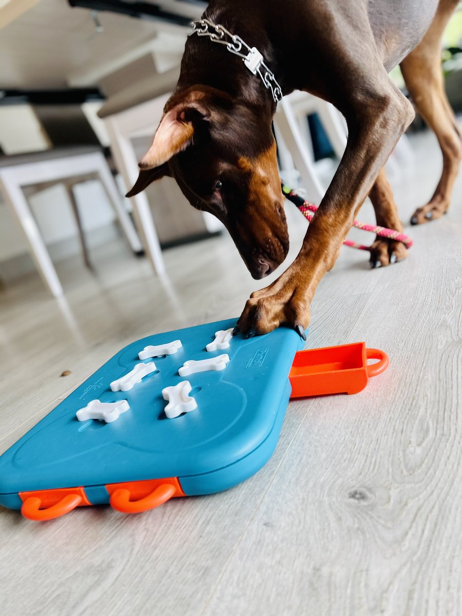 PENNY71039256's tweet photo. Morning puzzles are my jam! #masterpuzzler #Focus #doberman https://t.co/9j1HdkRvpf