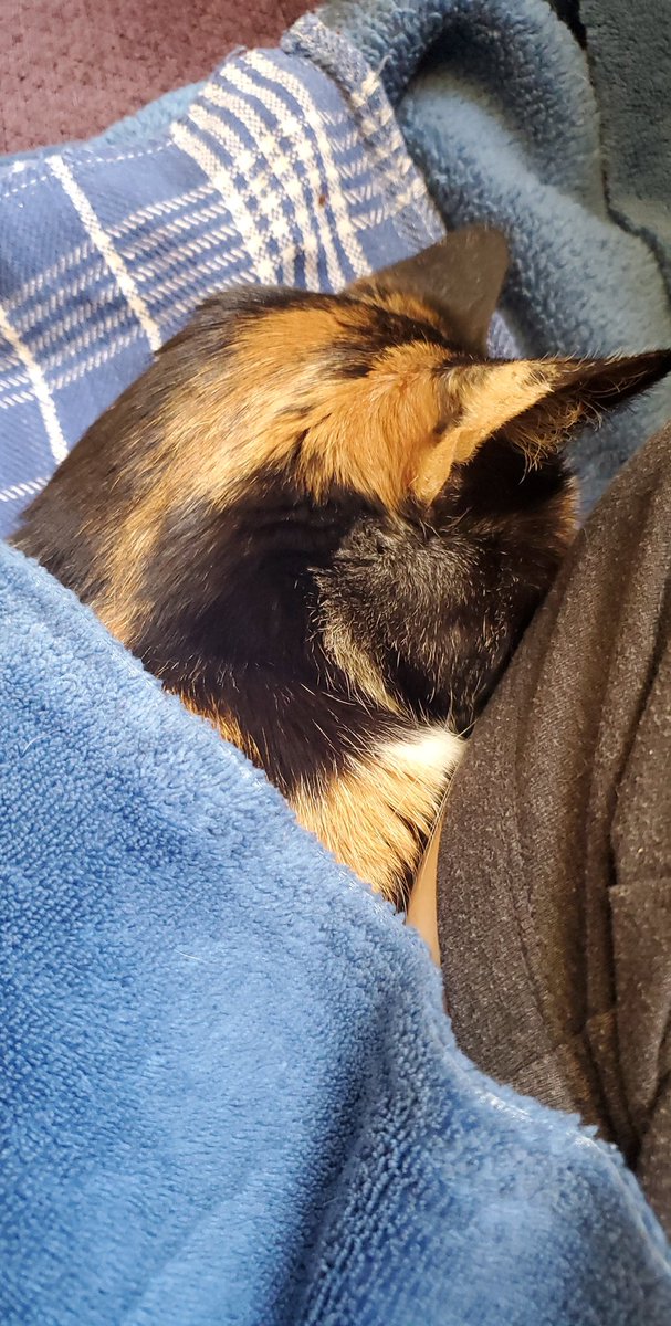 muzgle's tweet photo. #Caturday #Nap https://t.co/KJxnVHFmBr