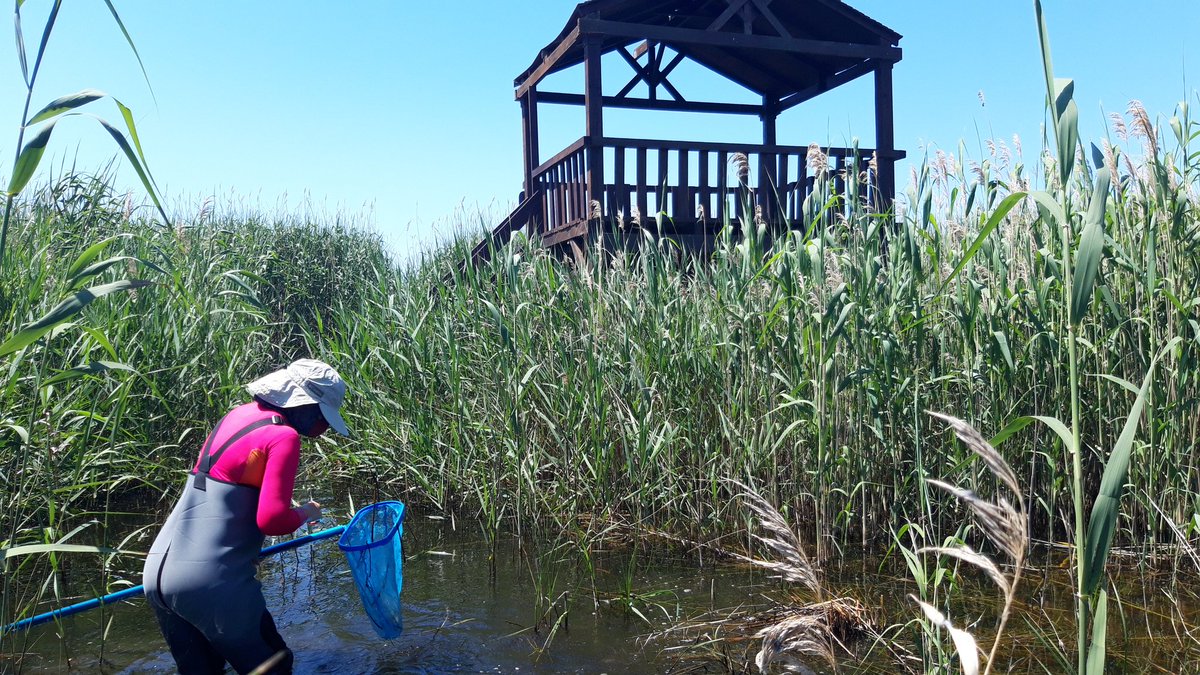 APAMCV's tweet photo. Ahir matí participarem una estudiant de pràctiques del Grau Superior de Gestió Forestal de Xest i un Agent Mediambiental d'@GVAagroambient a l'estudi sobre macroinvertebrats que realitzen a les zones humides un professor i una estudiant d'Ecologia de l'Universitat de València. https://t.co/DlThyy5YSA