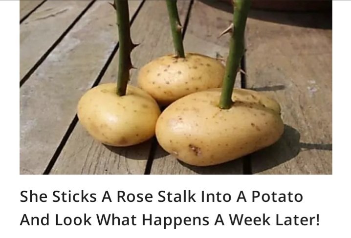 Вырастить розу в картошке в домашних условиях. Черенок розы в картофелине. Выращиваем розу из черенка в картошке. Посадка роз черенками в картошке. Черенок розы в картофельном клубне.