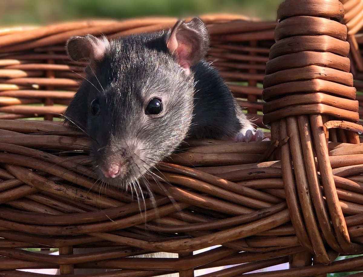 peta's tweet photo. RETWEET if you know they deserve to be respected—not experimented on 🐁 https://t.co/jeCxLIhTMt