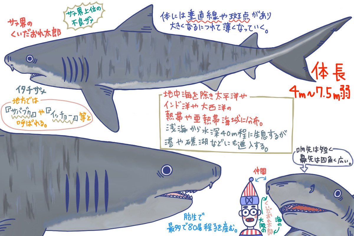 めかぶ 世界のサメ大全発売中 メジロザメ目メジロザメ科のサメ 英名 タイガーシャーク 別名 海のゴミ箱 食欲旺盛でなんでも口に入れてしまう 腹を割いた際いろんなゴミが出てきて海のゴミ箱と呼ばれることもある 獰猛な性格をしている海の