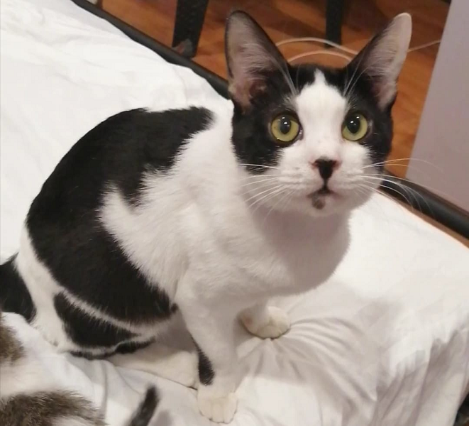 KarotteRAVE's tweet image. ‼️ Call for Donations ‼️

Hey guys, thank you so much for all your help, seriously! ;-;
But we might need a bit more emergency funds ASAP! Our (dog-like) cat Vaness is acting a bit off, so we need to bring him to the vet as soon as we can ;-; RT's appreciated, any amount helps!