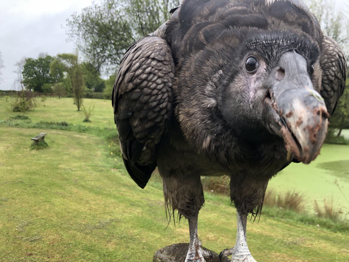 condortweets's tweet photo. Nothing better than playing with mud! Apparently there is also nothing better than wiping mud all over someone else! #mud #silly #grin #condor #vulture https://t.co/THSHLDeBlU