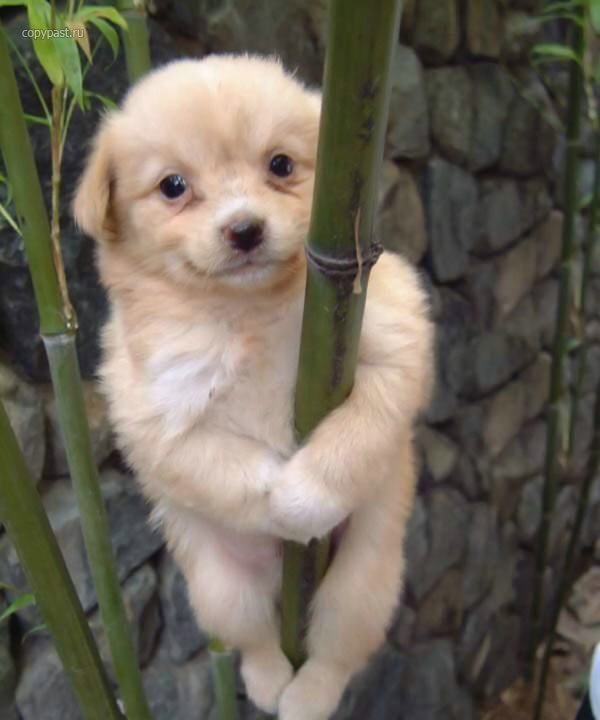 𝖳𝖠𝖨. (@skillcdpsycho) on Twitter photo 