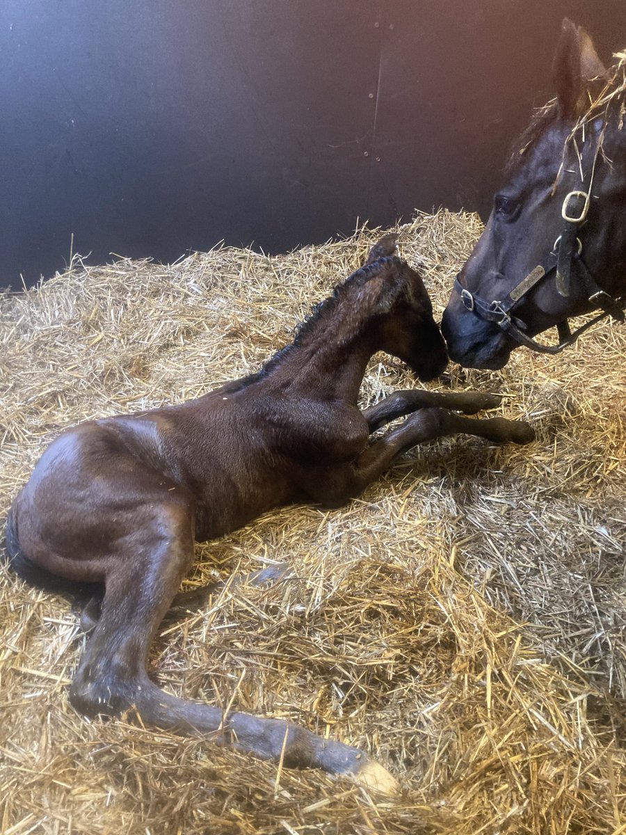 Harry Angel x Scarborough filly born at 6.30pm this evening