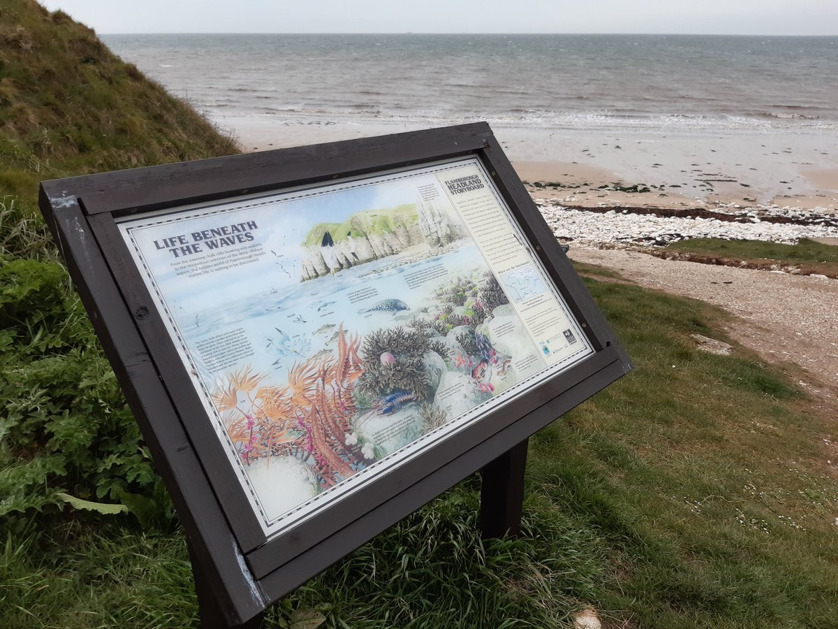 Finished my #GlobalBigDay at South Landing, Flamborough, with a couple of purple sandpipers that should be migrating to Arctic breeding grounds soon. Flamborough Head is internationally important for wildlife - a mega place #WorldMigratoryBirdDay #SingFlySoar @global_birding