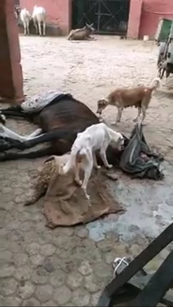 OrgCanine's tweet photo. True face of cruelty, Sanjay Gandhi hospital Delhi,pathetic conditions of animals.Big health hazard to public bodies rotting and dogs eating. Govt should not sleep over such sensitive issues immediate action need to be taken. https://t.co/owubBnyOLz