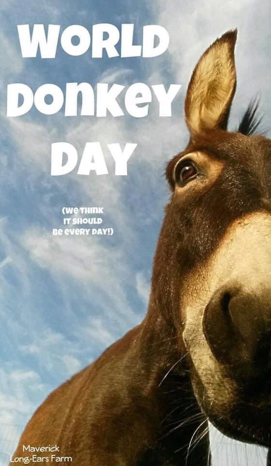 #WorldDonkeyDay ❤️ @donkeyrescue