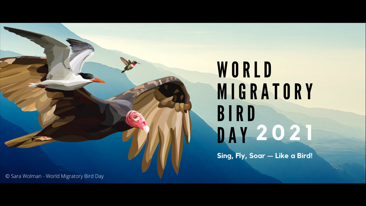Happy #WorldMigratoryBirdDay! What amazing birds are singing, flying & soaring in your neighbourhood today? #SingFlySoar @WMBD @enviroamericas