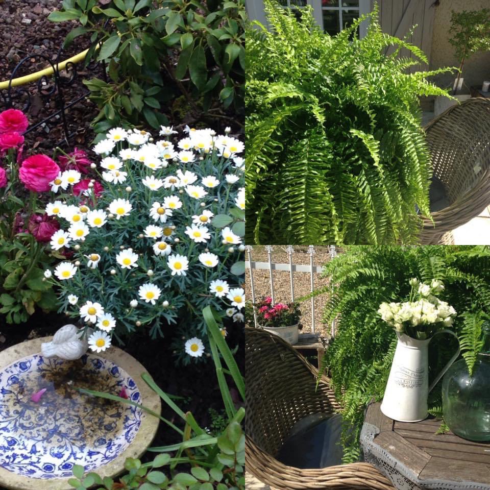 MaisondeFlore's tweet photo. Explosion de couleur dans le jardin du Viburnum « Eskimo », azalées, rosiers en devenir... Belle et douce soirée ! 🍃🌿🌱☀️#hellospring# https://t.co/ZoMwgdZHvd