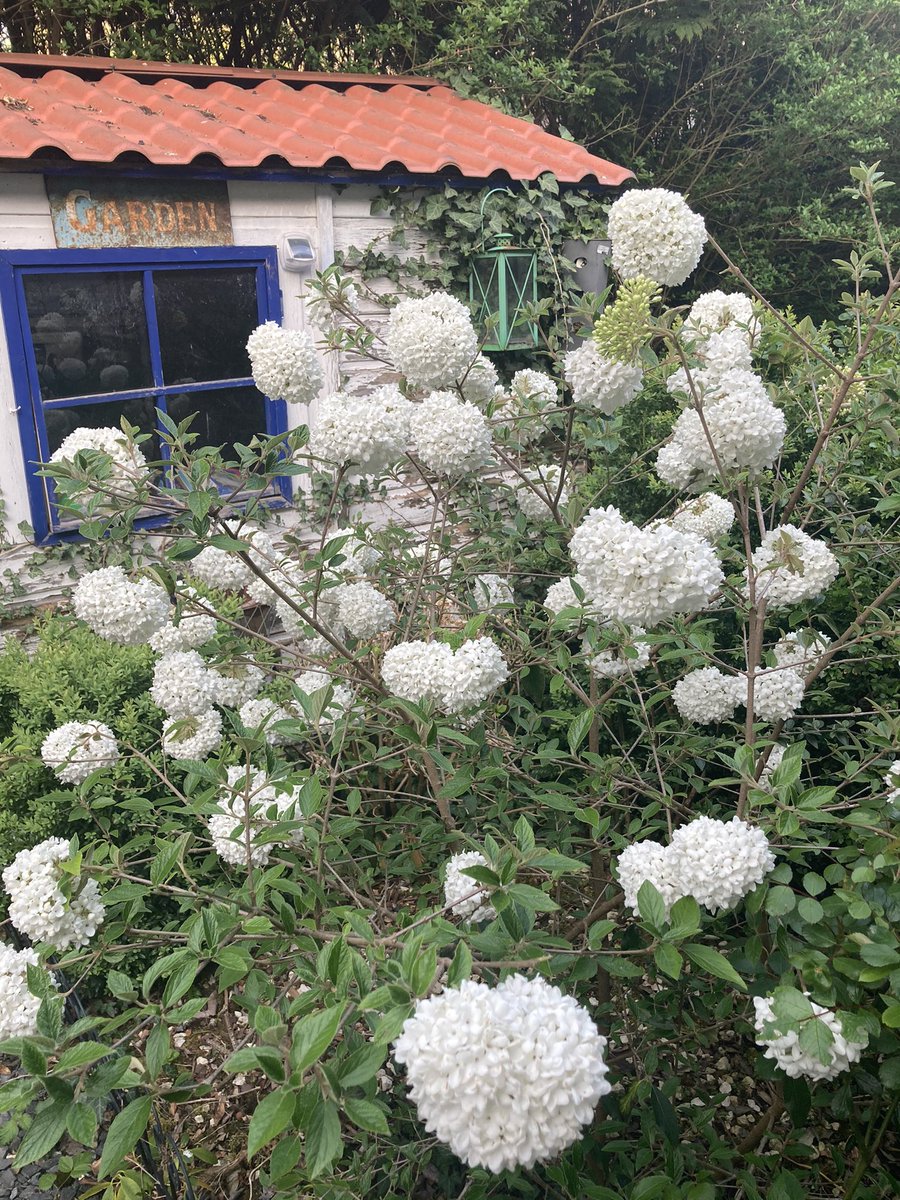 MaisondeFlore's tweet photo. Explosion de couleur dans le jardin du Viburnum « Eskimo », azalées, rosiers en devenir... Belle et douce soirée ! 🍃🌿🌱☀️#hellospring# https://t.co/ZoMwgdZHvd
