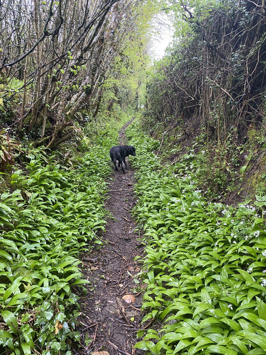 Lovely dog walk in the much needed rain. There was wild garlic and bluebells everywhere! #devon #labradors #lovetheoutdoors #greenismyfavouritecolour
