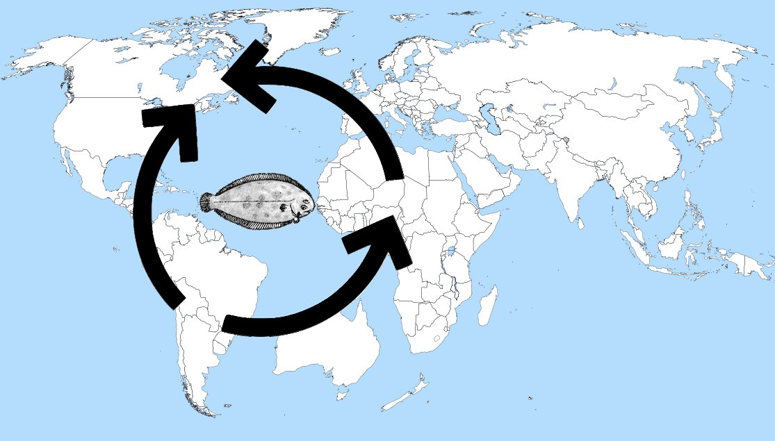 Comme la supercherie n’est toujours pas dénoncée, je présente cette image, censé représenter le sens du courant électrique autour des poissons dans le monde. On passe 5 minutes avec cette image en grand sur le tableau.