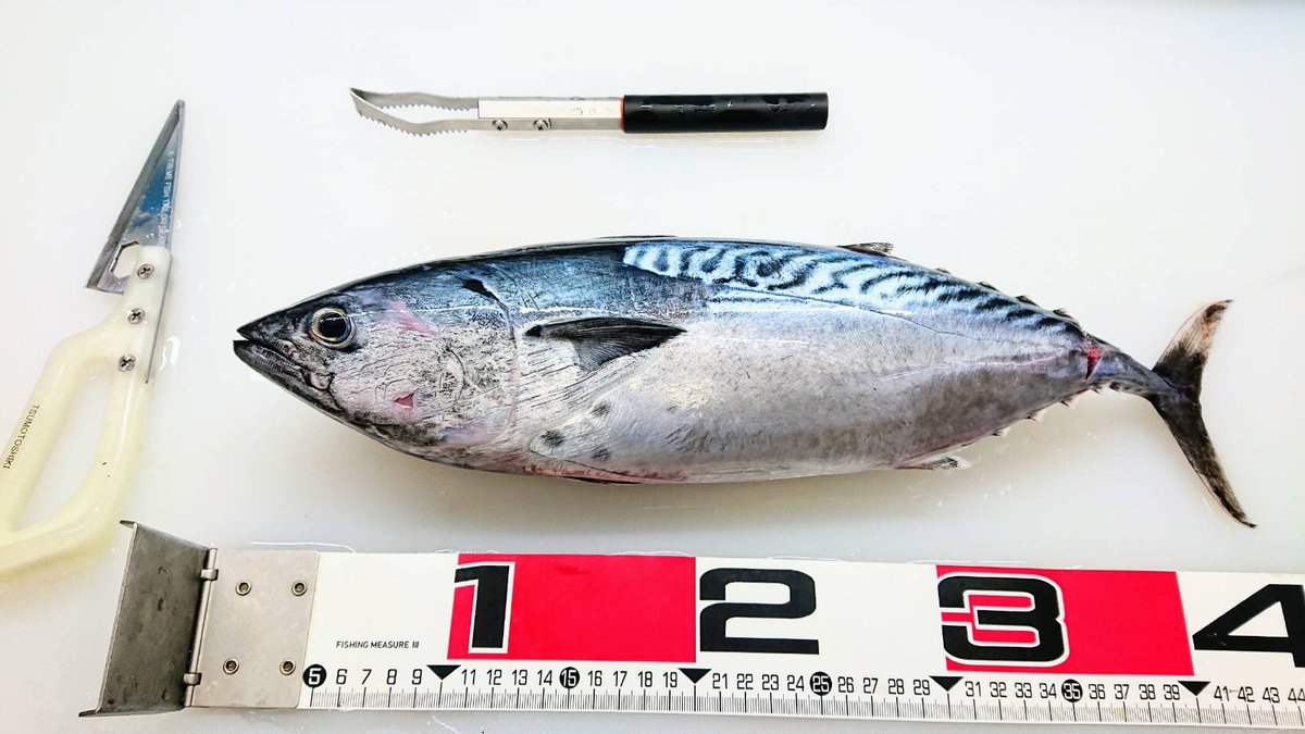 お魚fantasista 神津島 熟成魚工房 Osakana Fs Twitter