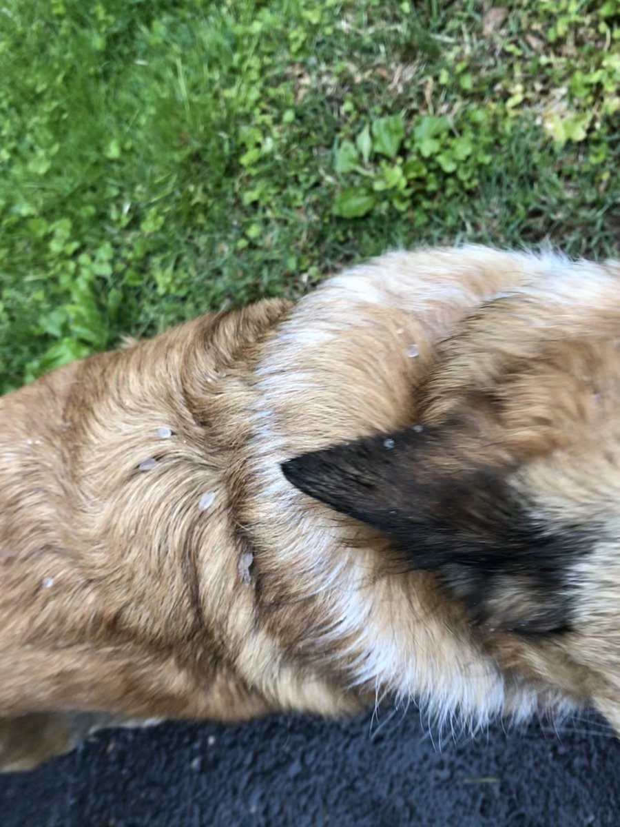 The leading edge of the storm over NE Montgomery county had some pebble sized hail. My dogs have great fur to catch and preserve them!