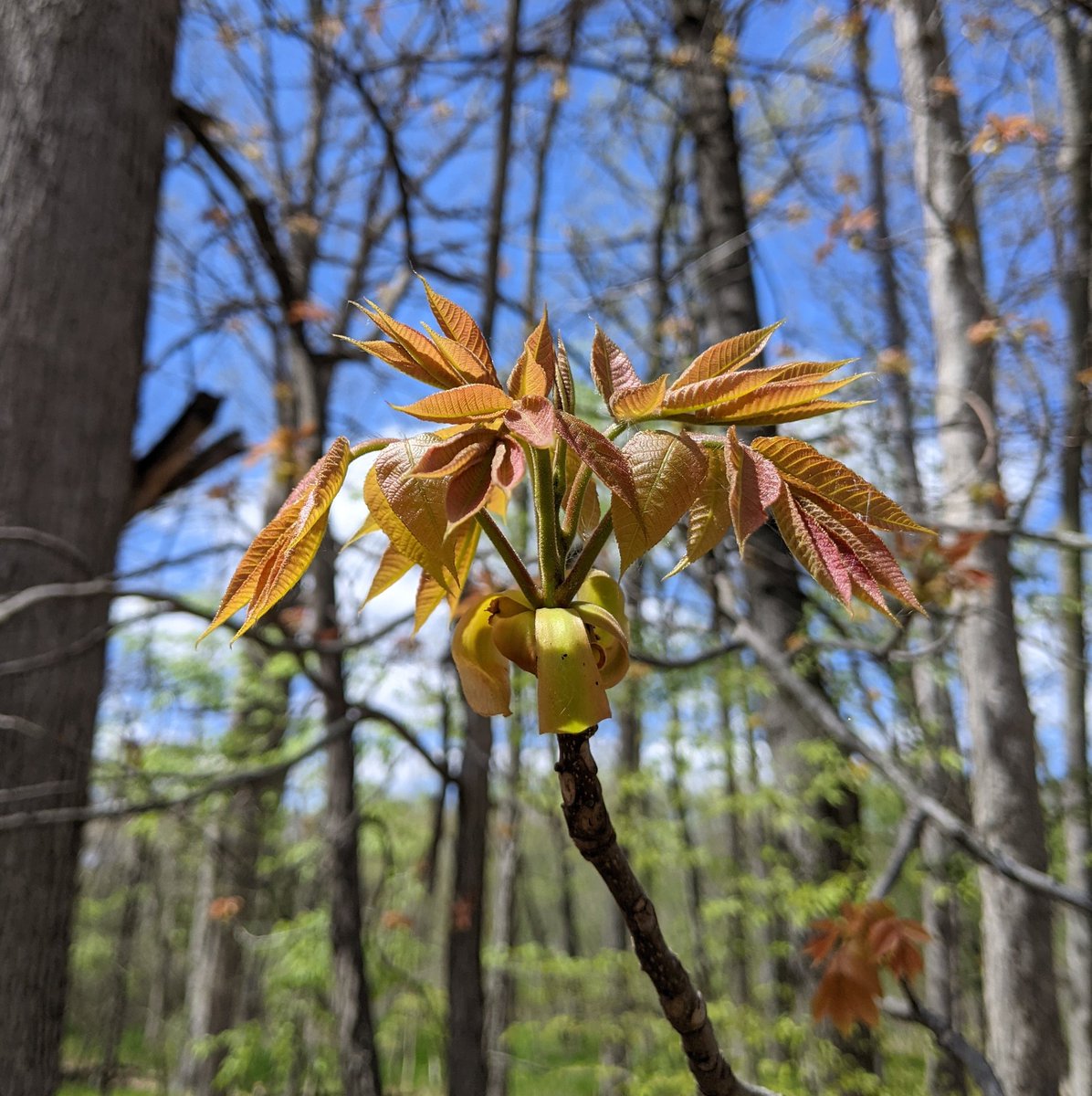 Shagbark hickory (Carya ovata) budbreak - like a firework display in the woods!