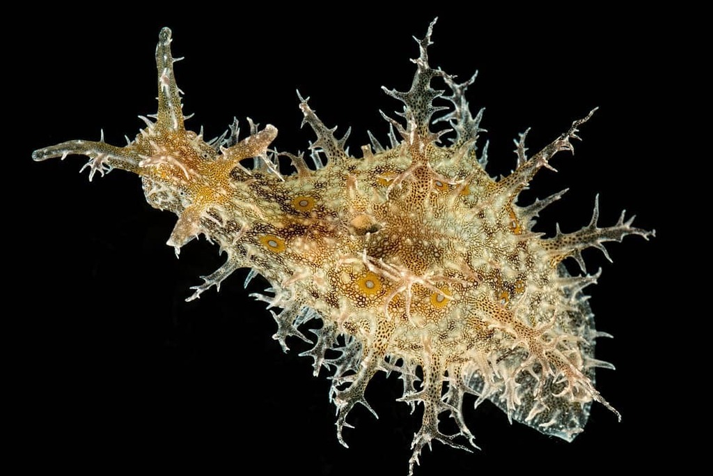 cifonauta's tweet photo. The ragged sea hare Bursatella leachii

Photo: Alvaro Migotto 

#cebimar #mollusca #gastropoda #heterobranchia #aplysiidae #biodiversity #marinebiology  #sealife #raggedseahare #science https://t.co/4DkgNBU4Or
