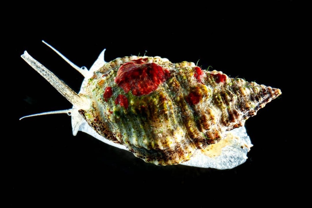 cifonauta's tweet photo. The sea snail Phrontis vibex

Photo: Alvaro Migotto 

#cebimar #mollusca #gastropoda #nassariidae #nassariussnail #biodiversity #sealife #marinebiology #snail #science https://t.co/7nyHqjrvRv
