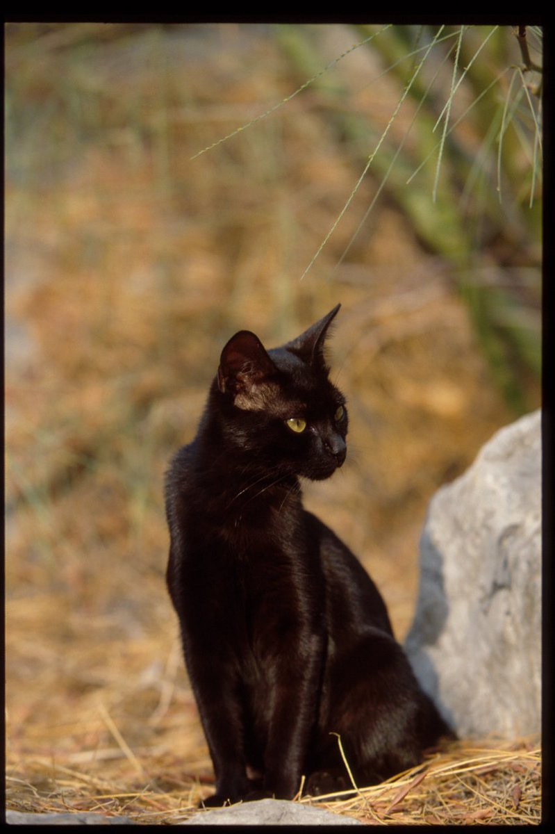 AthensCat_063