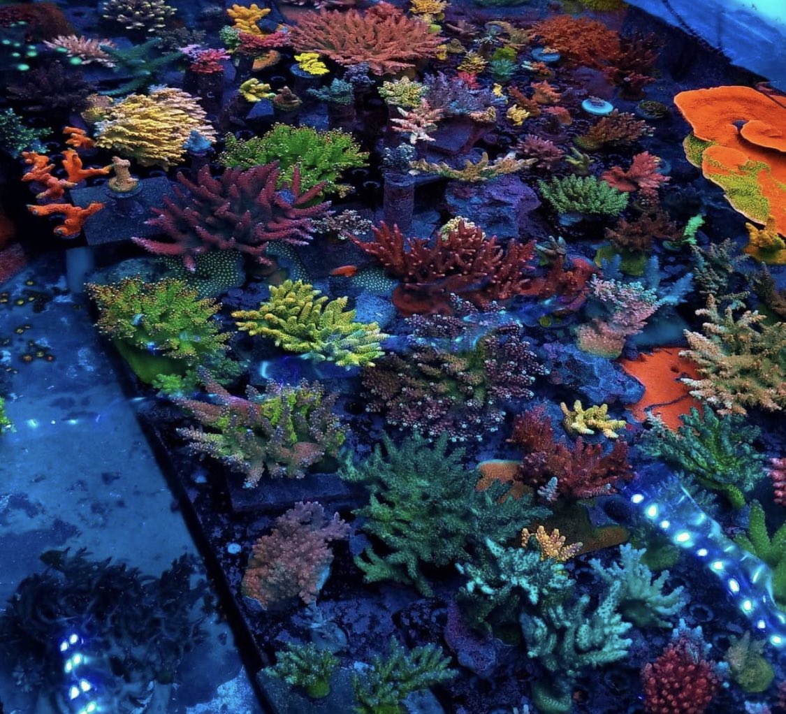 BudmansCorals's tweet image. Full growout tank 🤷🏻‍♂️