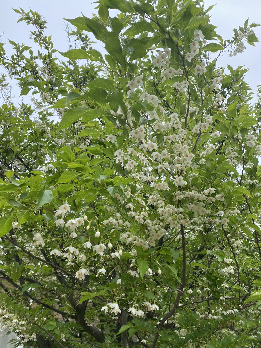 アツ 最幸人生 規制中で スミマセン おはようございます 公園に エゴノキ シンボルツリー 可愛い白い 花が鈴なり エゴノキの果皮を食べると 毒性ありエグい エグい木 からエゴノキ 花言葉は 壮大 本日も最幸な一日を