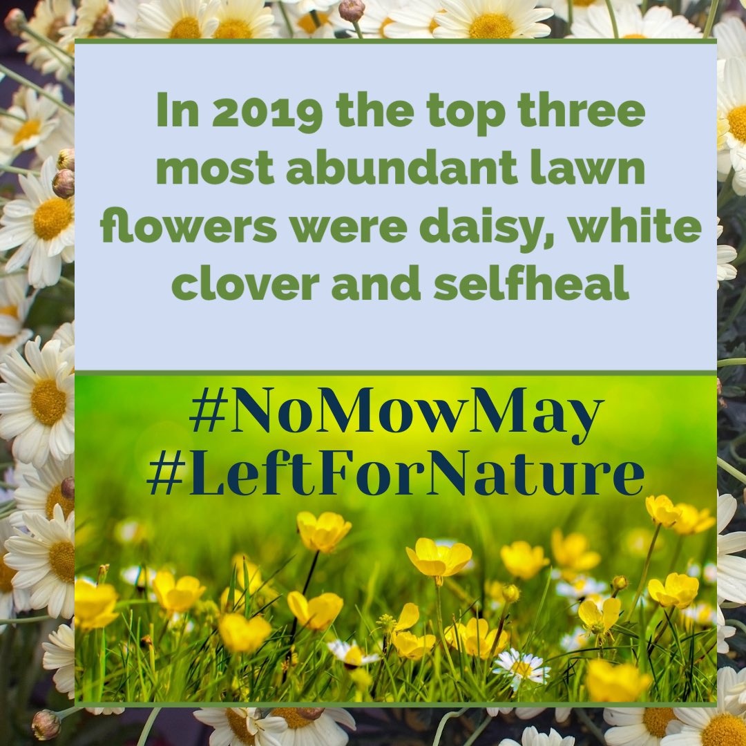 Eco Communities UK (@ecocommunities_) on Twitter photo Great start- no mower here. Who else is joining us & <a href="/ChesterFoE/">Friends of the Earth Chester & District</a> in #NoMowMay? Our team are going to lengths to support, including locking up mowers so other members of the family canβt cut down all those lovely daisies and dandelions. Great work <a href="/Love_plants/">Plantlife</a> #Protectpollinators Great start- no mower here. Who else is joining us & <a href="/ChesterFoE/">Friends of the Earth Chester & District</a> in #NoMowMay? Our team are going to lengths to support, including locking up mowers so other members of the family canβt cut down all those lovely daisies and dandelions. Great work <a href="/Love_plants/">Plantlife</a> #Protectpollinators