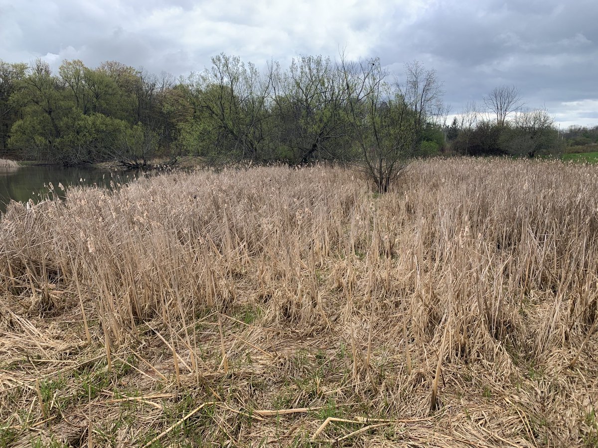 Worrisome that wetlands & marshes on Lake Ontario and St Lawrence River are dry this time of year. Lots of important spring fish & bird habitat without water. ⁦@LOWaterkeeper⁩ @swimdrinkfish #plan2014