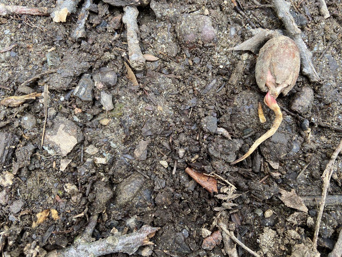 Backpackrosebud's tweet image. hope springs eternal