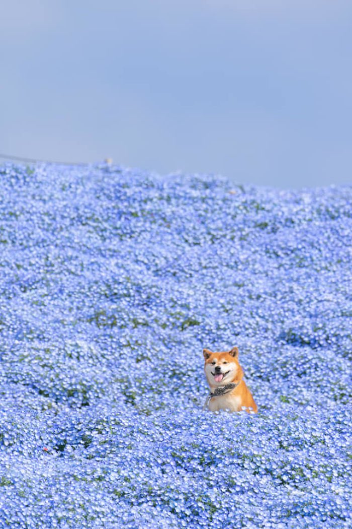 thingsanimeonly's tweet image. the cutest flower boy ever,  taken at Hitachi seaside park in Ibaraki, Japan.