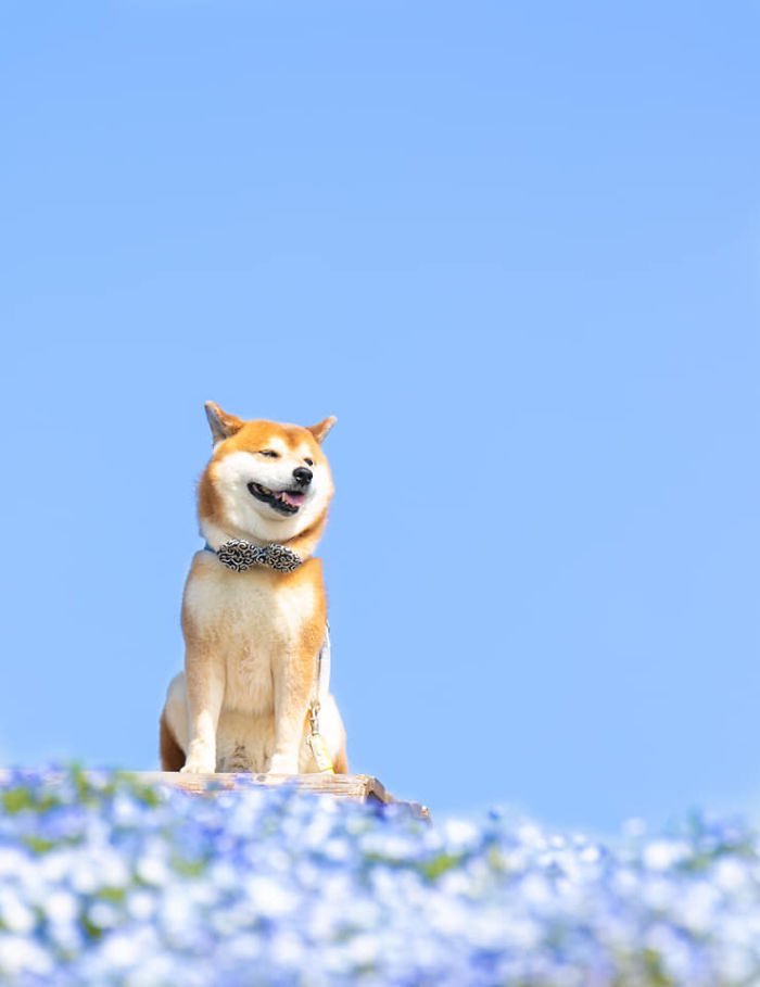 thingsanimeonly's tweet image. the cutest flower boy ever,  taken at Hitachi seaside park in Ibaraki, Japan.