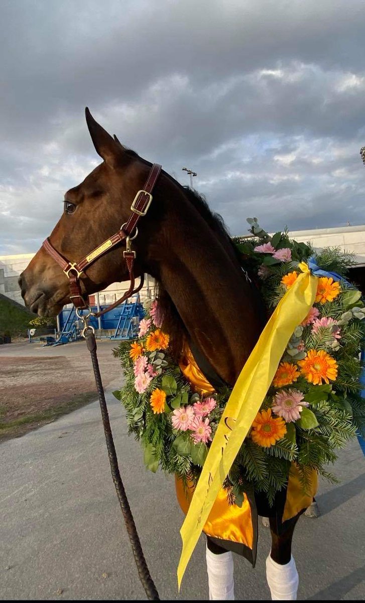 👑 Drottningen Fifty Cent Piece 👑🐴🤩⭐🏆 Och som hon gör det på 1.12,6/2140a 💪💨