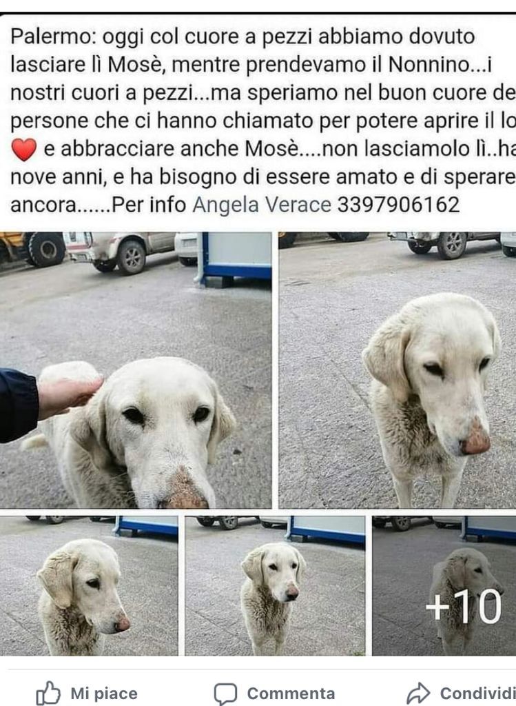 GabriellaBargh1's tweet photo. TUTTI ABBIAMO IL CUORE A PEZZI 
QUANDO DOBBIAMO SCEGLIERE CHI 
SALVARE E CHI LASCIARE BEL BOX
MOSÈ È RIMASTO SOLO �� USCITO IL
SUO COMPAGNO DI SVENTURA. RTRT
X UNA CASA E QUESTA CREATURA DI
SICURO RINASCERA' XKE L'AMORE FA
MIRACOLI. GRAZIE 
💔💔💔😭🙏🐾🍀🐕🌺☘💔💔💔 https://t.co/V9zWPF8QMJ