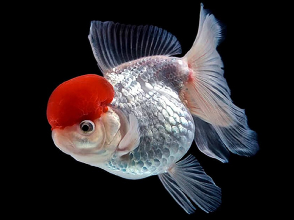 золотая рыбка оранда красная шапочка. золотые рыбки шапки. рыбка аквариумная оранта красная шапочка. золотые рыбки шапки. золотая рыбка оранда красная шапочка.