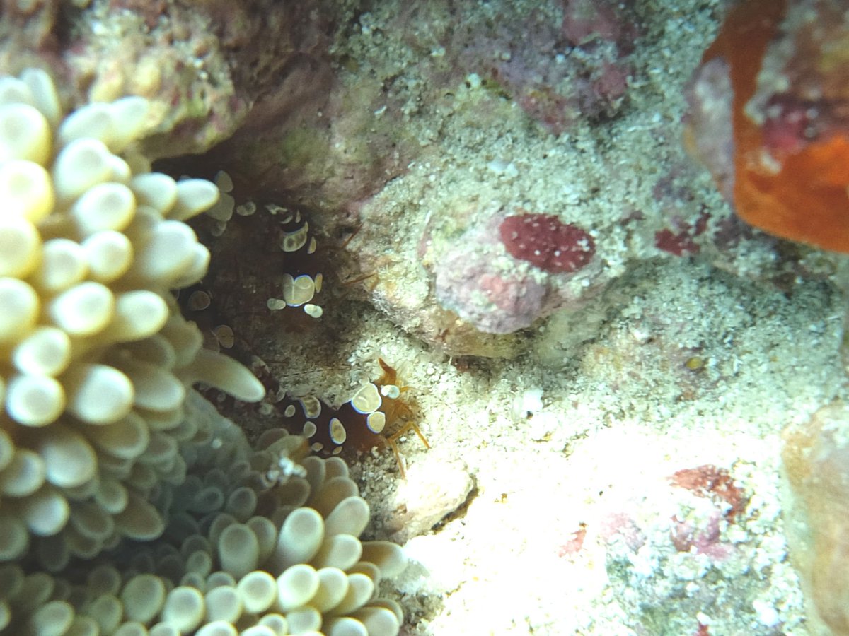 Blacks Point, Falmouth, Antigua, yesterday.
Sun Anemone Shrimp. Difficult to find. Plenty of Sexy Squat shrimps
#sexyshrimp #sunanemoneshrimp, #Caribbean #antiguaandbarbuda '<a href="/antigua/">antigua</a> '<a href="/Divecarib/">Divecarib</a> <a href="/EAGAntigua/">EAG 🦜🦎🌿🐢</a>
