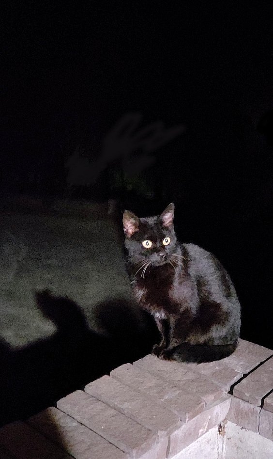 目からビーム

>師匠
>この世界の片隅に
>デ・ジ・キャラット 