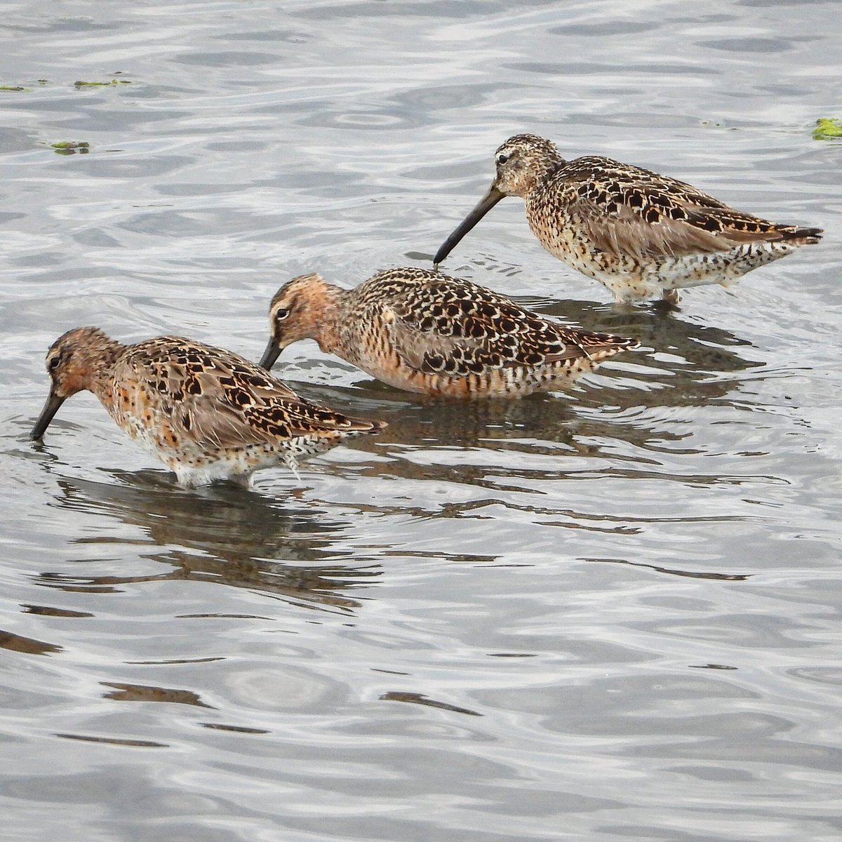It’s #WorldMigratoryBirdDay2021 and dowitchers feed on boundary bay yesterday - our Fraser river delta and bay are such Important Bird Areas! We must protect and conserve them. #nature #wildlife #birds #vanbirdparty #vancouverbirds #fraserriver #birdscanada #migratorybirds