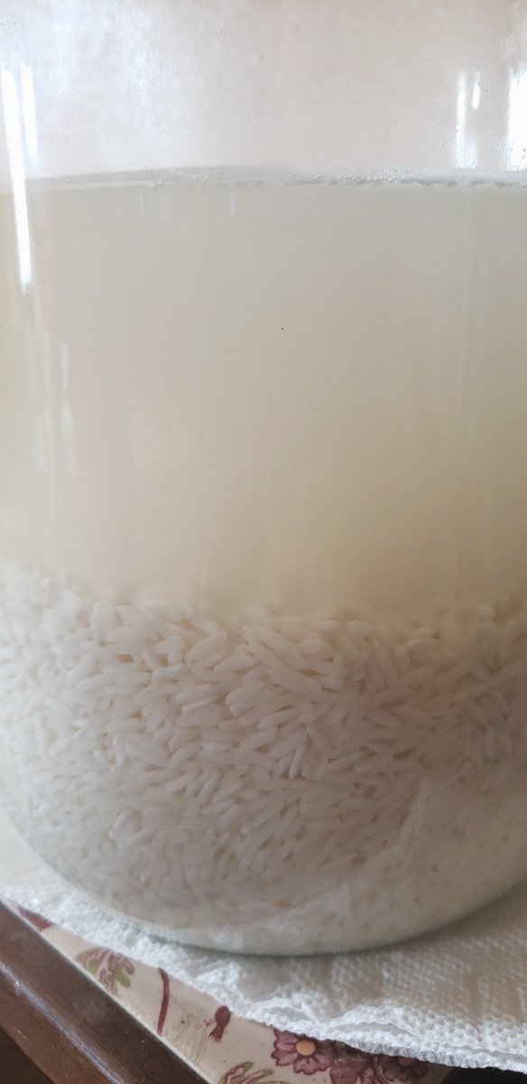 Organic jasmine rice wash collecting local environmental yeasts/bacterias for making my LABS this week. #naturallygardening #yeast #bacteria #labs #lactobacillus #ricewash #organicgardening #sweetterpenes #growyourown #marijuana #girlswhogrow #diy #gardening #sungrown #cannabis