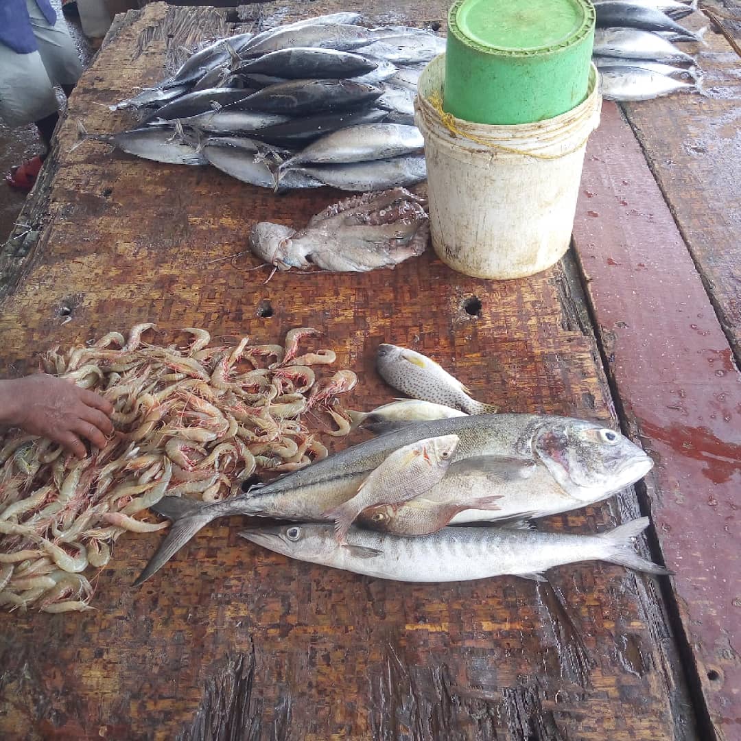 SoahubTz's tweet photo. #Dyk that more than 3Billions of people in Tanzania depends on the ocean for their livelihood...!?
.
.
Protect the #SDG14 Protect the lives of people depending on it💙🐬
.
#lifeandlivelihood #sustainable_fisheries #Bluenewdeal #SOAlliance
.
.
@SOAlliance @BlackinMarSci @WIOECSN https://t.co/TiMEmHiewK