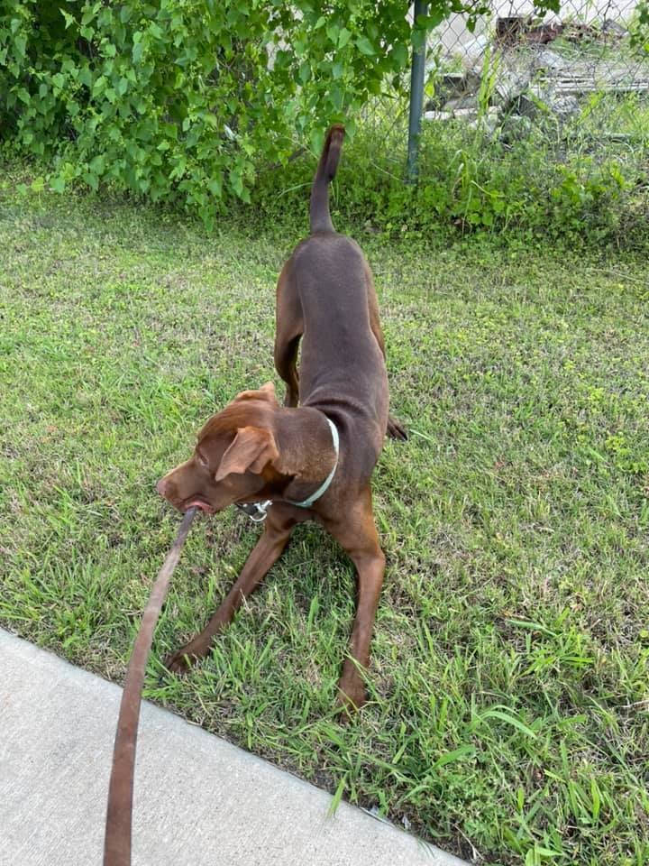 SachseAdopt's tweet image. Gunnar needs somebody willing to train him how to behave. Leash training that is! He's a puppy and all he wants to do is chew chew chew! He's a sweetheart though. #dobermanrescue #doberman