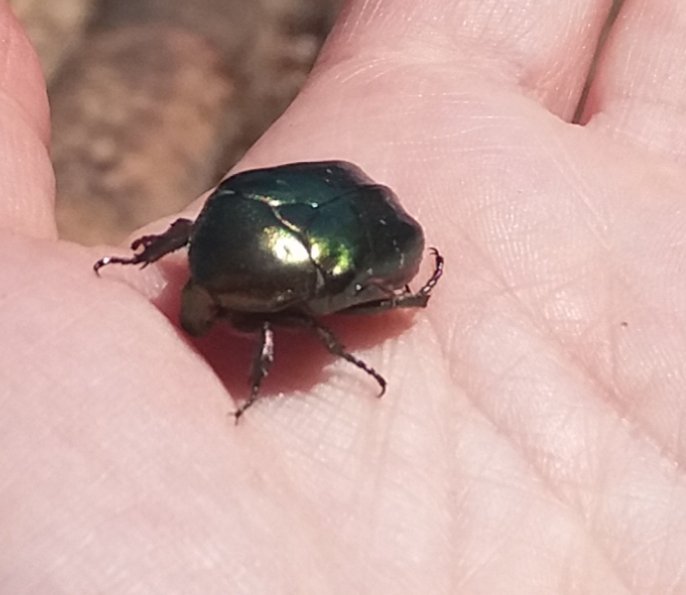 MeilingColorad1's tweet image. Treasure found me!!! 😍