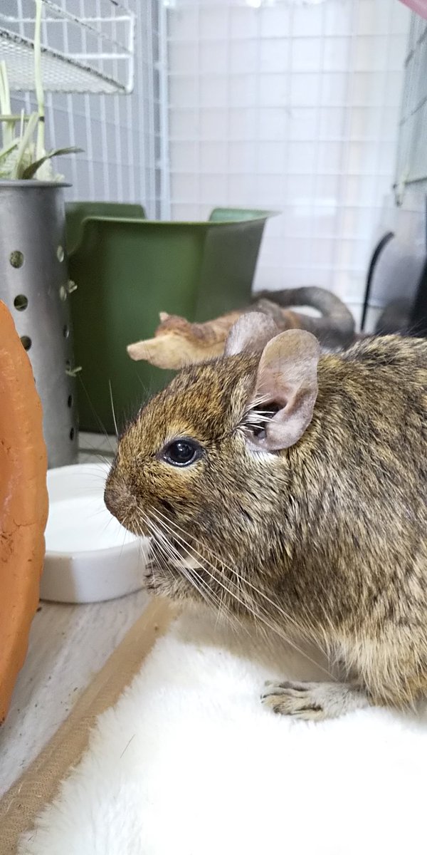 10ai29's tweet photo. プープーと文句を言いながら朝ごはん😅
何かご不満でも……⁉️
#デグー #degu #ペット https://t.co/izwgQlJhpQ