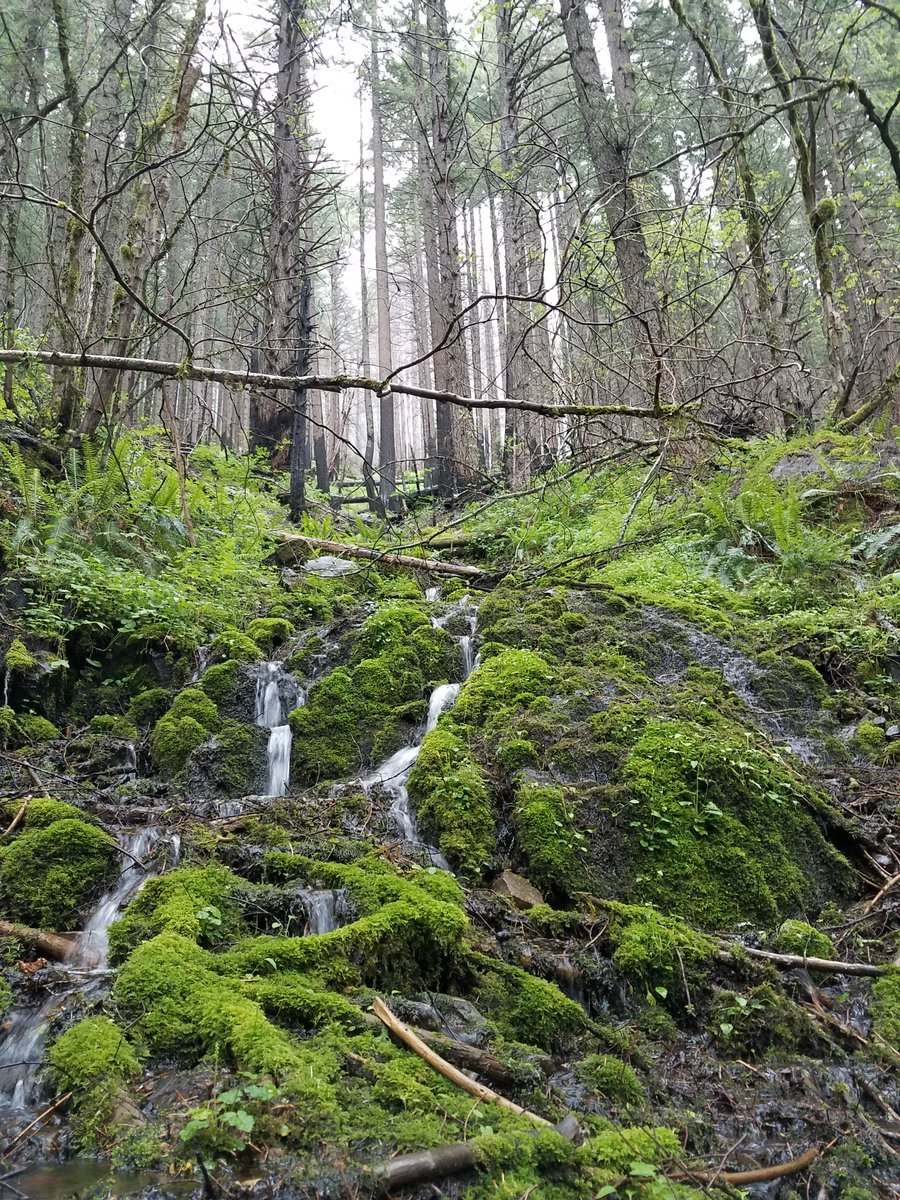 NWPARC1's tweet photo. It's day two of the APB/NW PARC Joint Virtual Meeting. We had a great keynote talk by Dr. John Richardson on the context-dependent responses of riparian habitats to forest harvest protection measures. Learn more about Dr. Richardson's work here: https://t.co/cmwjXX9NxC https://t.co/LZFU59bqAL