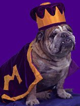 PFTCommenter's tweet photo. College football game of the year on ABC rite now #OnDogs https://t.co/6Qs2gktc3f
